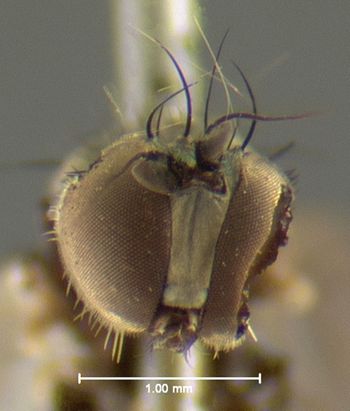 Media type: image;   Entomology 12976 Aspect: head frontal view